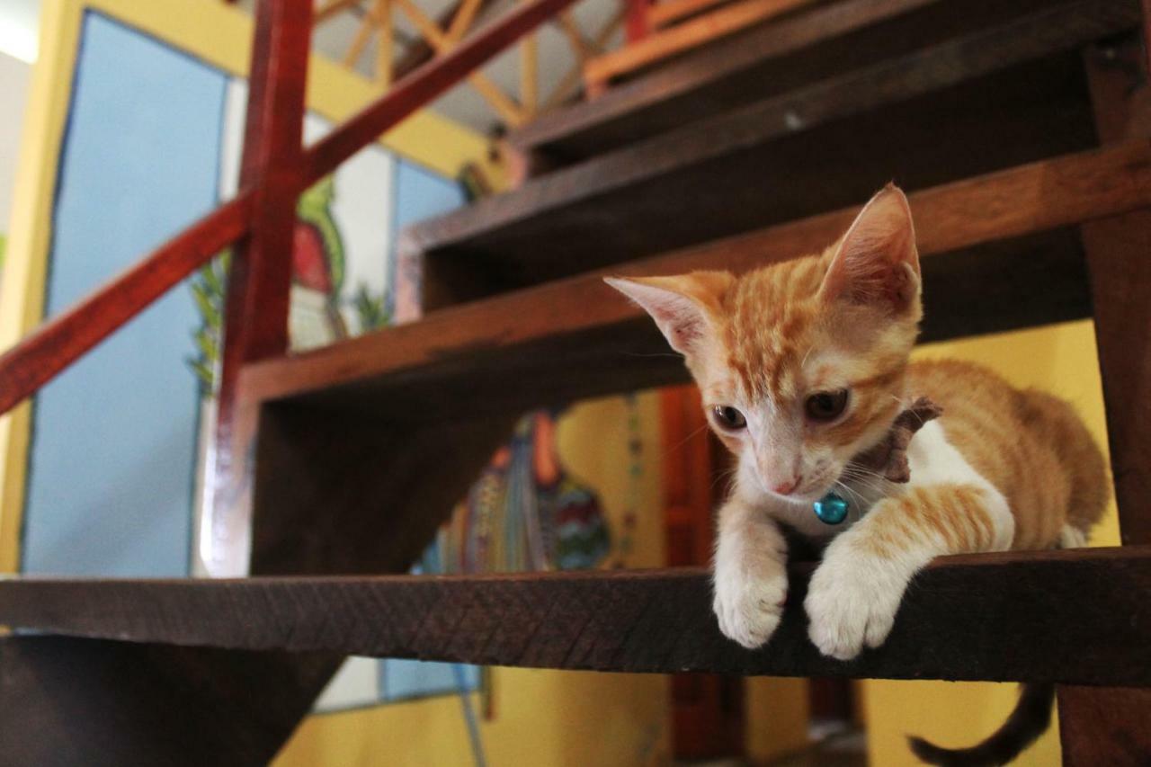 Ciao Cacao Hostel & Vegan Cafe Flores Dış mekan fotoğraf